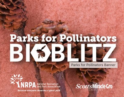 NRPA_news's tweet photo. Thanks to everyone from all corners of the country who participated in the #ParksforPollinators campaign this month and joined a #BioBlitz event at their local park and recreation agency. With your support, we came together to raise awareness of pollinators nationwide. https://t.co/pvvdnn0J1A
