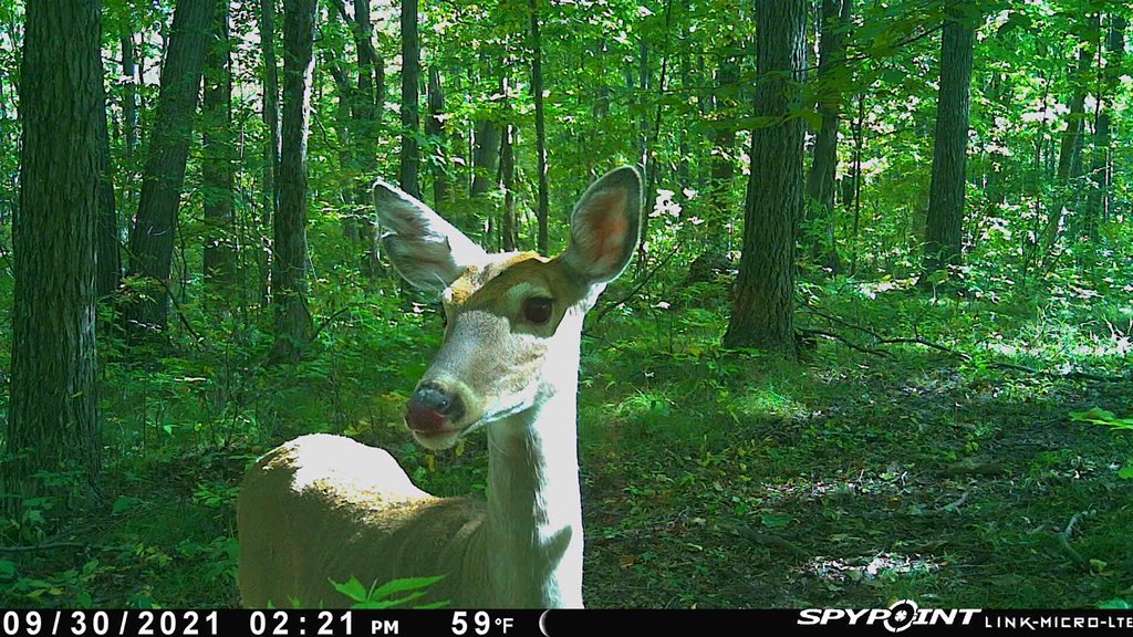 Amazing HD pic from my Link Micro. 

#spypoint #whyispypoint #deerhunting