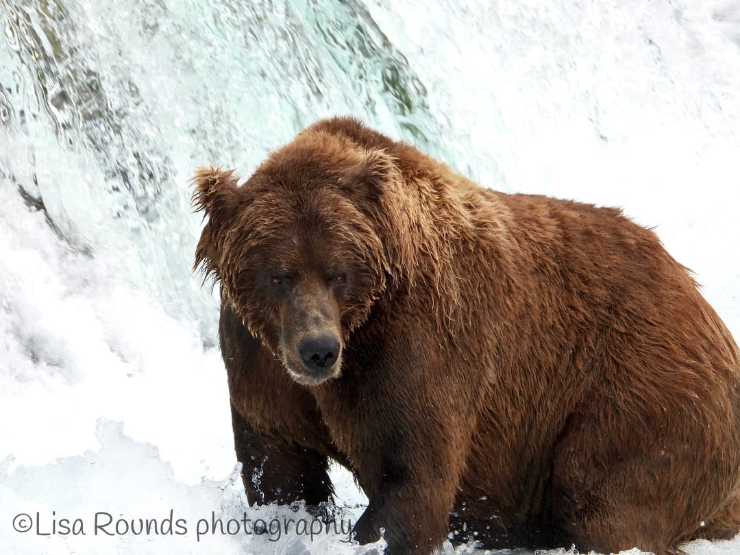 BaldMountainAir's tweet photo. Lisa & Tim Rounds from Minnesota flew with us to Katmai National Park & took some awesome photos at Brooks Falls! 🐻
Do you think this bear made it into #FatBearWeek ???
#baldmountainair #brownbear #brooksfalls #katmainpp https://t.co/AsgsyDBwrY
