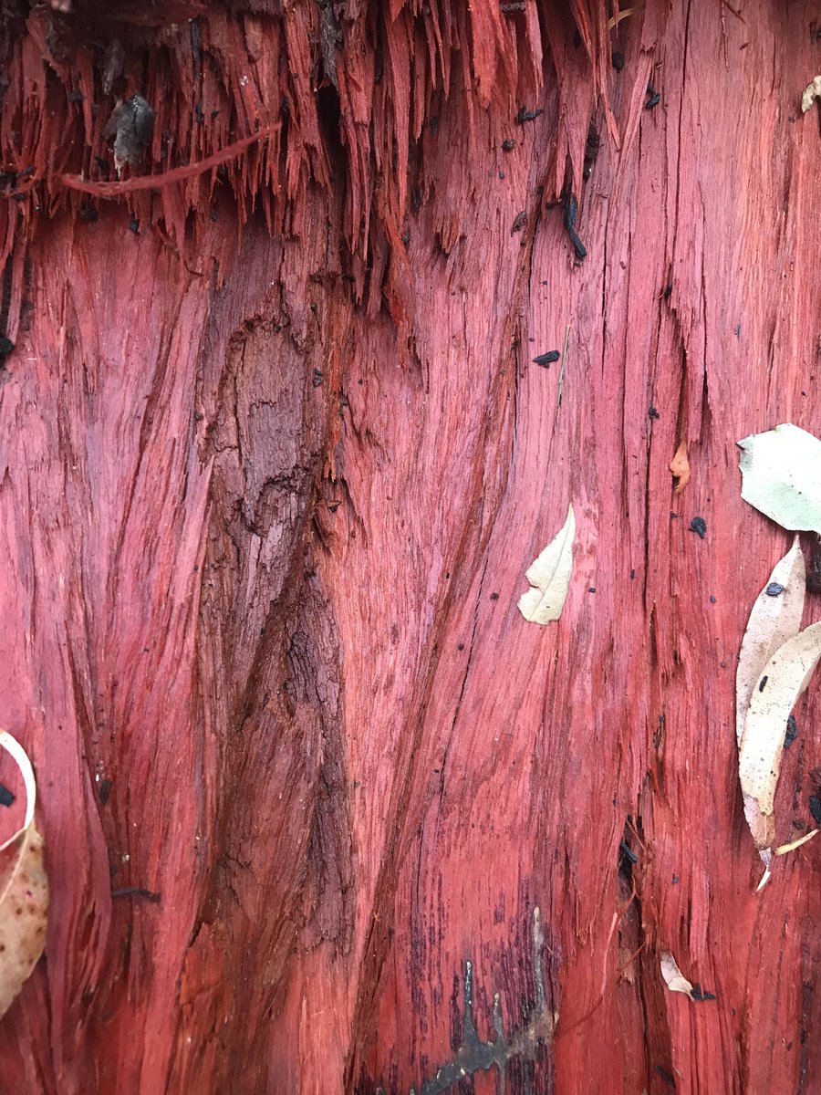 BronwenAlice's tweet photo. #fallentimber #wetwood #red #MysteryDays https://t.co/VV34Hinfiz