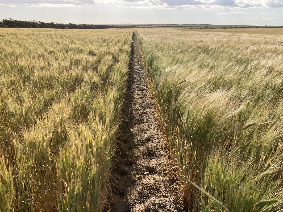 Roger Lienert tweet media