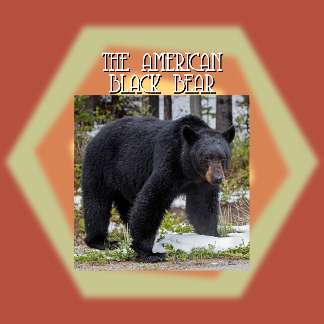 TransyTheater's tweet photo. The American Black Bear (ursus americanus) plays an important part in “Exit, Pursued by a Bear”. Here is some background information on the species.

We hope this piques your interest and can’t wait to see you at the show!

#TransyTheater https://t.co/ZDCGKdDstP