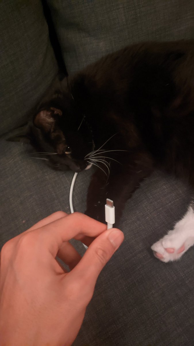 liams_drz's tweet photo. C'est un chat rgeur https://t.co/H1RKgpqAx6