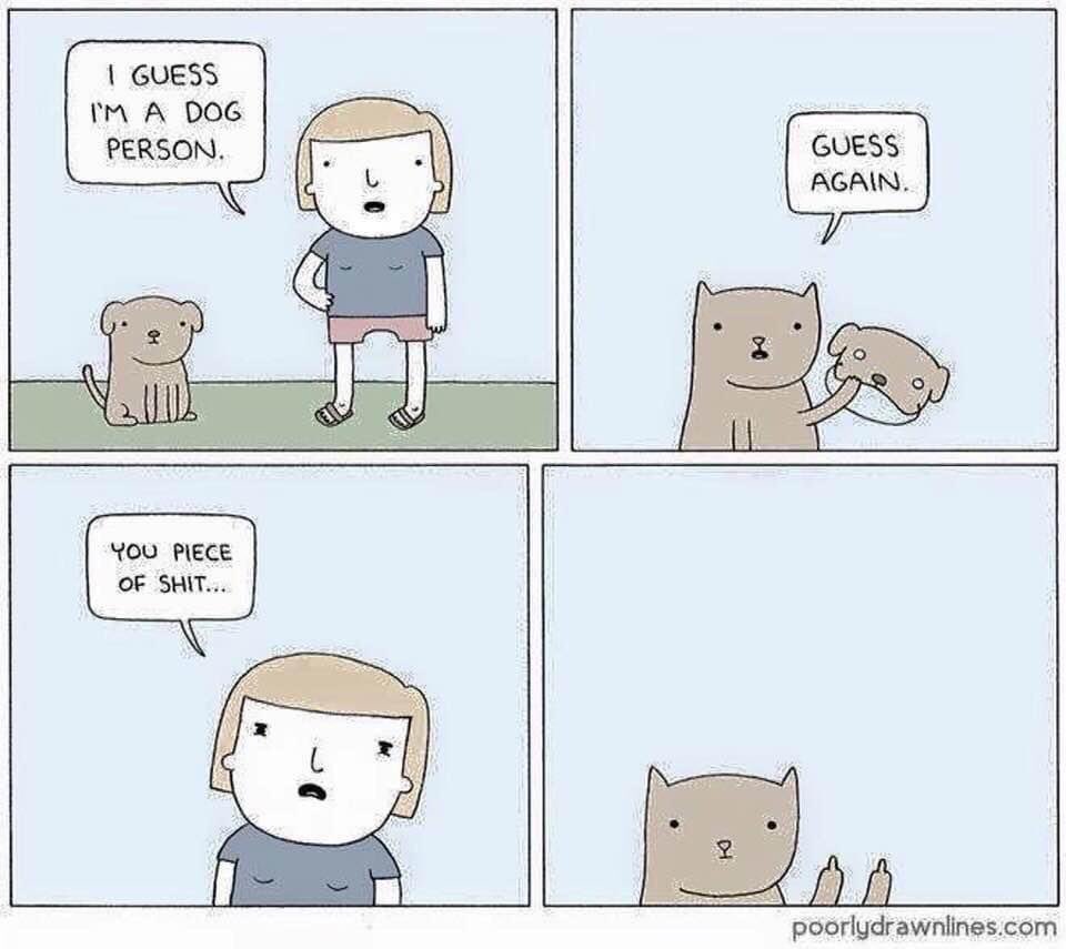 HeccinCattos's tweet photo. This post took meowt at 2am 😂💀 bamboozled again darnit 

#catmemes #Memes #memesdaily #lol #TwitterMemes https://t.co/ITKKCnPOUW