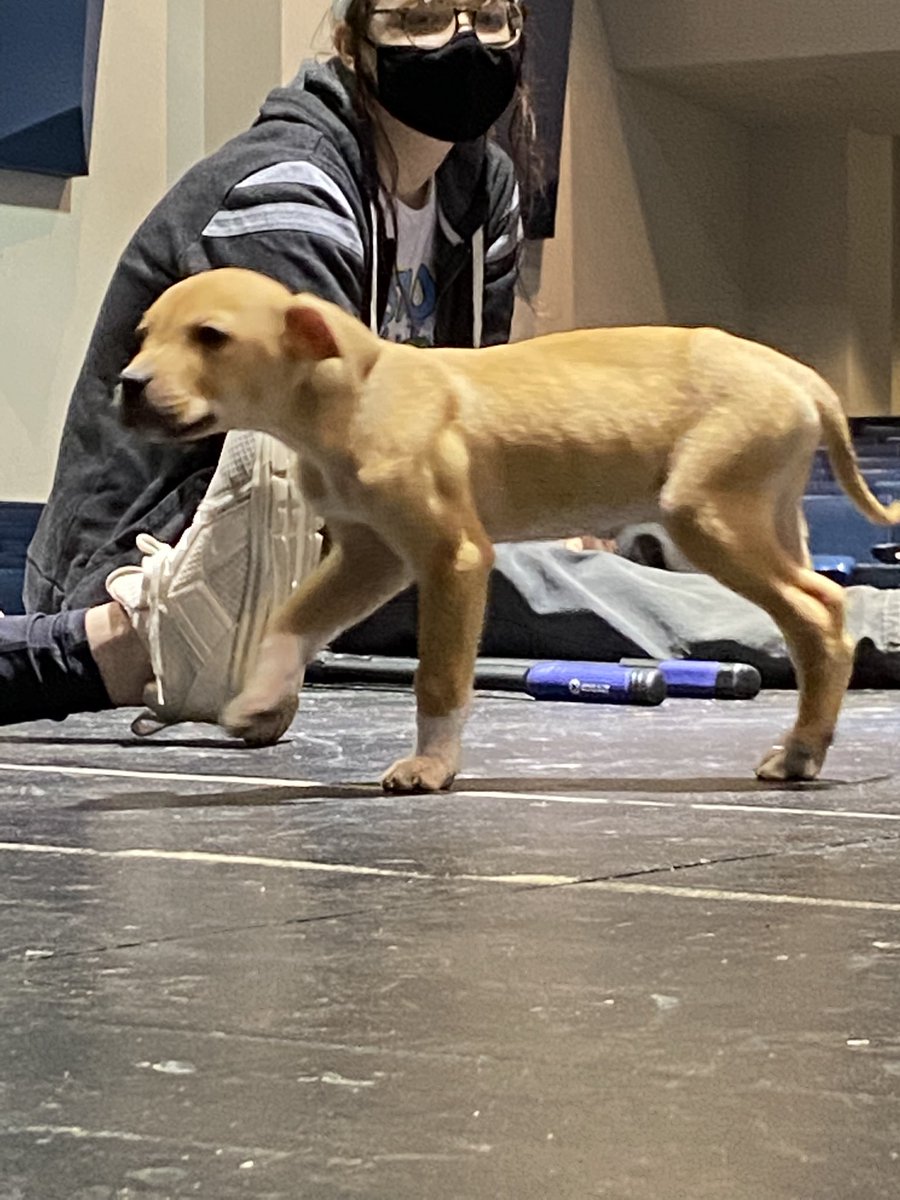 End of the grading period stress + Finished blocking a heavy content show = needing a pick-us-up

Solution: Puppy Kisses! Thanks Kat for bringing Klaus by to meet the company! #RescueDog