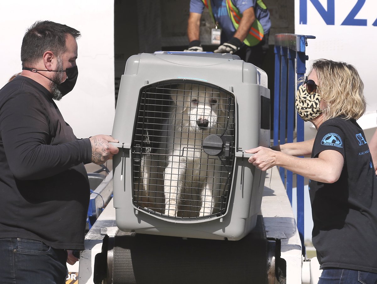 Dan_Janisse's tweet photo. A plane carrying dozens of dogs from Oklahoma landed safely at the Windsor International Airport today. The Windsor/Essex County Humane Society hopes to find homes for the animals. https://t.co/D8DudupPQK