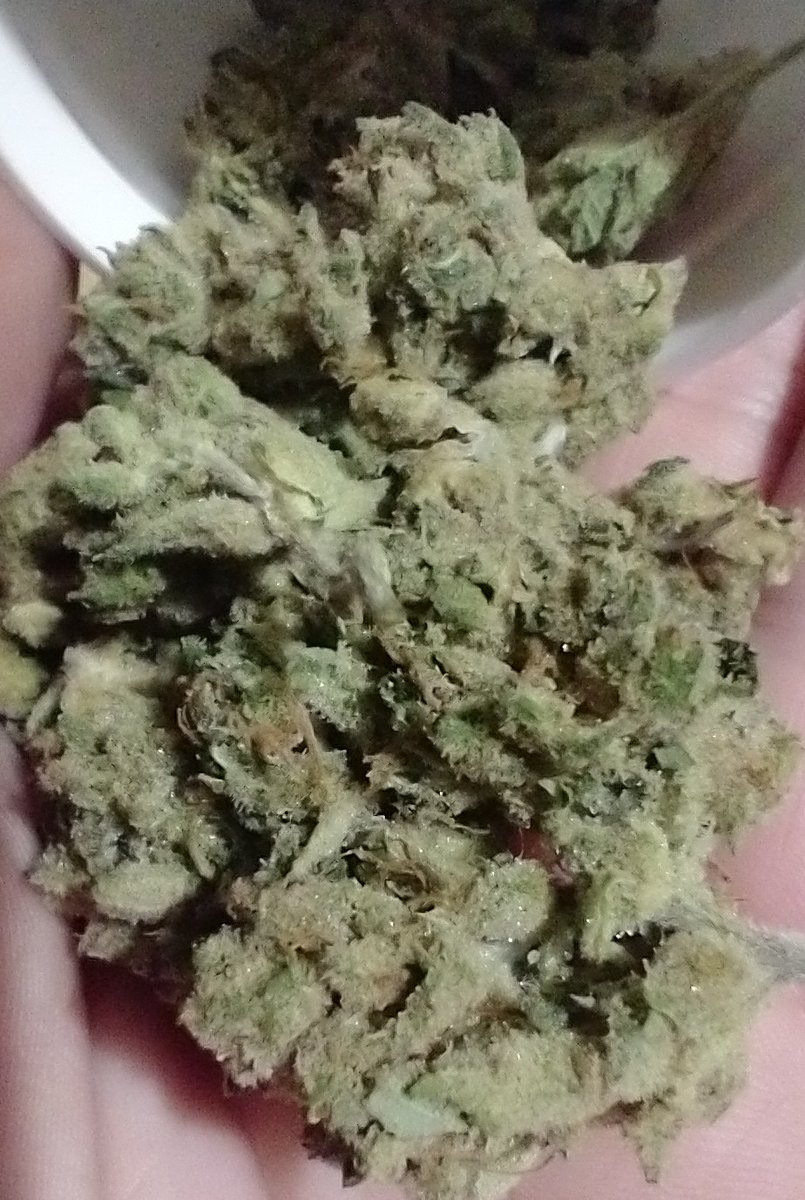 HighSquirrely's tweet photo. Aahhhh yes. Time to find my joy. Thank you @FloridaDocMJ and @growhealthyfl
#LiveLifeLit https://t.co/GDWjPLuSxe