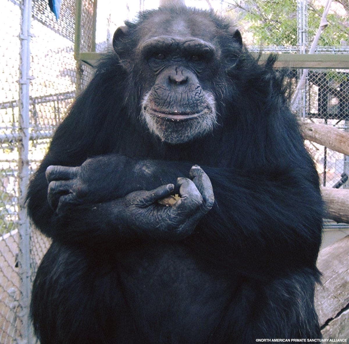 ArcusApes's tweet photo. Finding new homes for #chimpanzees isn't easy, but @napsaprimates is working hard to relocate dozens of chimps stranded at the shuttered Wildlife Waystation to accredited sanctuaries.

@nbcsandiego reports on the ongoing #ChimpsInNeed campaign: https://t.co/8Yt6h1ooqb https://t.co/82iB5rpAXk