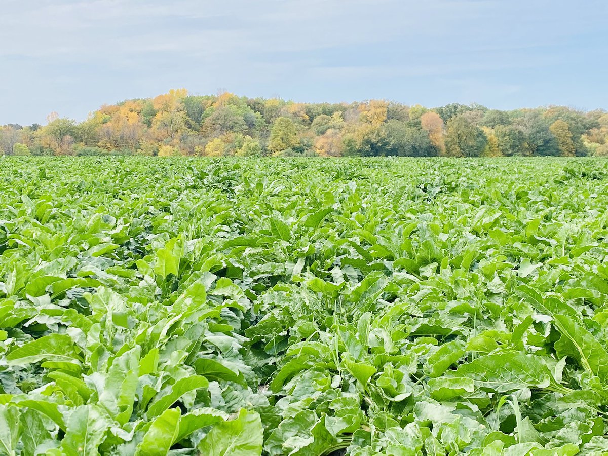 Scott Knutson tweet media