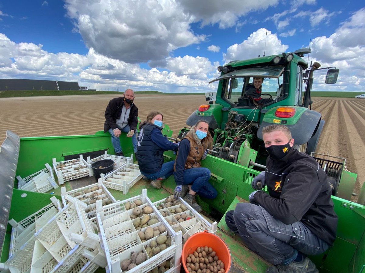 Rappelez vous c’était le 5 mai dernier… la plantation de 100aines d’hybrides Pommes de Terre avec notre partenaire Hollandais TPC. 5 mois plus tard… c’est la récolte avec de prometteurs espoirs pour le développement variétal.