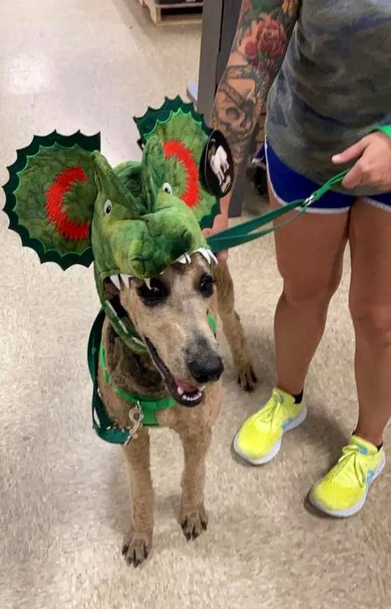 xrayashlee85's tweet photo. My best fur friend and I trying on costumes. #tomorrowisoctober #BestFriend #dogsoftwitter #halloween2021 #standardpoodle https://t.co/vMZ5a9m7YY