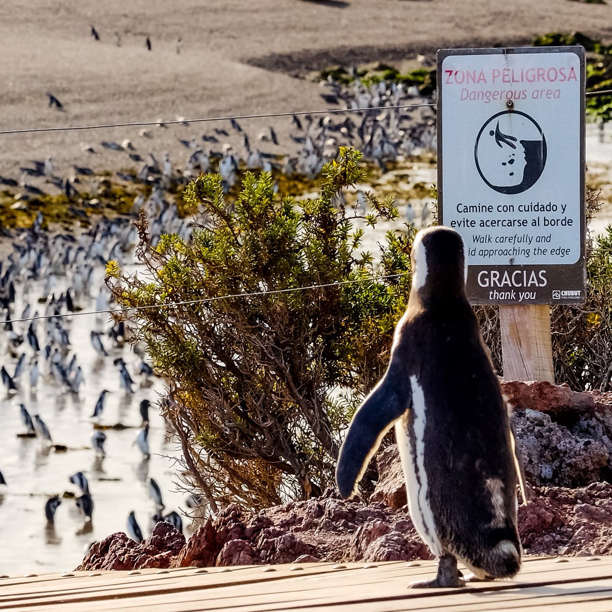 🐧 “Zona peligrosa” 😅

🇦🇷 Punta Tombo - Chubut

📷 FujiFilm XT1 - XF 100-400mm

#fujifilm #fujifilm_xseries #postalesdeargentina #respiraArgentina #chubut