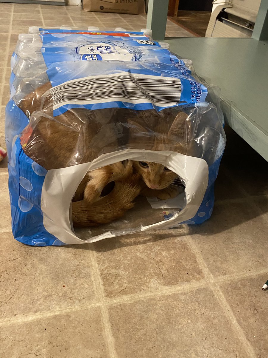 elton the cat tweet media