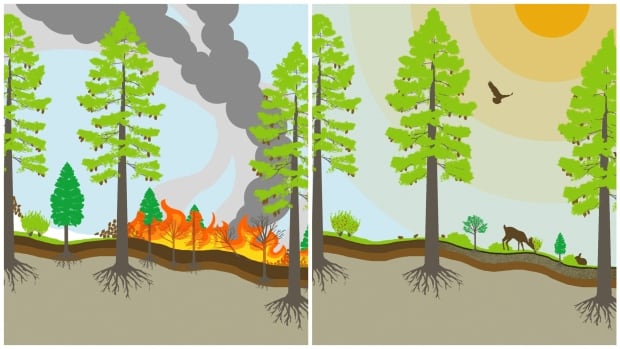 Low-intensity burns, also known as cultural burns, have been lit purposefully since time immemorial by Indigenous firekeepers around the globe to rebalance ecosystems🌿#deforestation cbc.ca/news/science/w…