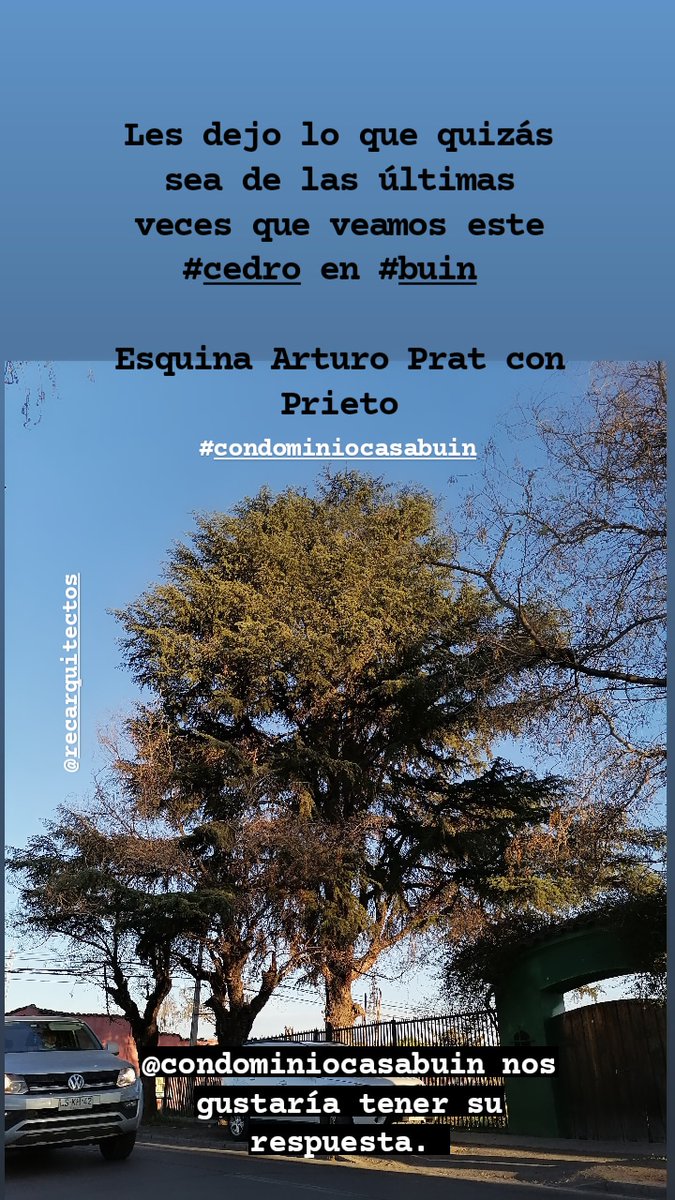 Les dejo registro de un nuevo condominio que se realizará en #buin, en un sector de árboles pudo ser parte de una pequeña plaza para el nuevo condominio pero ya cortarón 3 hermosos #algarroboeuropeo, esperemos que el #cedro se salve <a href="/RedArbolUrbano/">redarbolurbano</a> <a href="/m_pozonunez/">Marcelo Pozo Núñez</a> <a href="/marcelodebuin/">Marcelo Alvarez Alvarez</a>