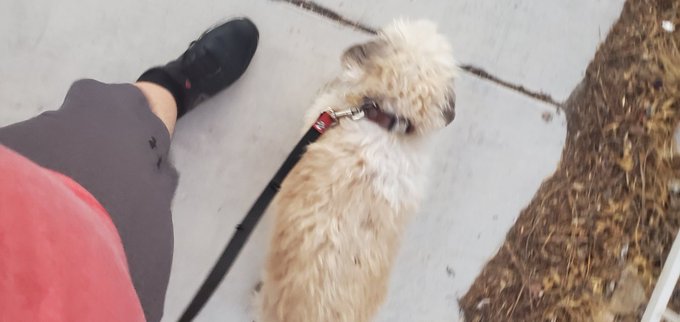 me and my boy blue taking a walk https://t.co/4HiwlR8mHz<a href="/tag/newprofilepic"class="tags"><span>#newprofilepic</span></a>