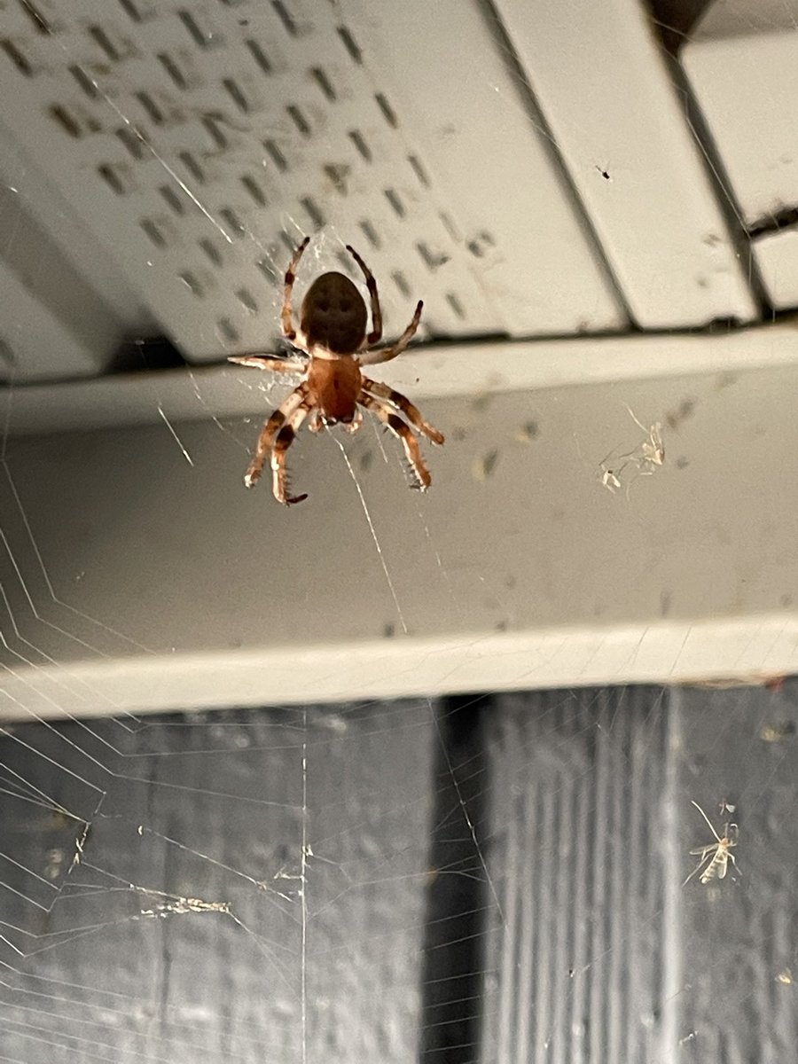 DeogiBlue's tweet photo. Spider boy greeted me this morning. Day before October so maybe will have an awesome Halloween 🎃 https://t.co/lvUtK3Yx9p