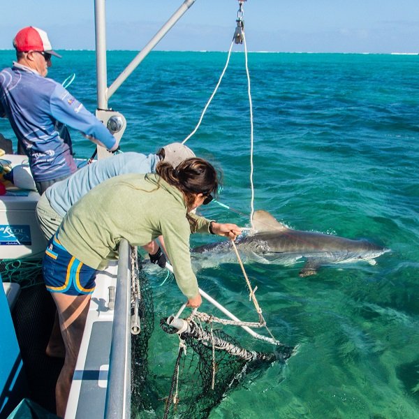 🚨📢PhD opportunity <a href="/CSIRO/">CSIRO</a> <a href="/UTAS_/">University of Tasmania</a> <a href="/IMASUTAS/">IMAS</a> on movement ecology of #sharks along #Ningaloo Reef 🦈🦈
#Acoustic &amp; #satellite #telemetry /#ExistingData 👨‍💻

Deadline 29th October
research.csiro.au/ningaloo/phd-s…