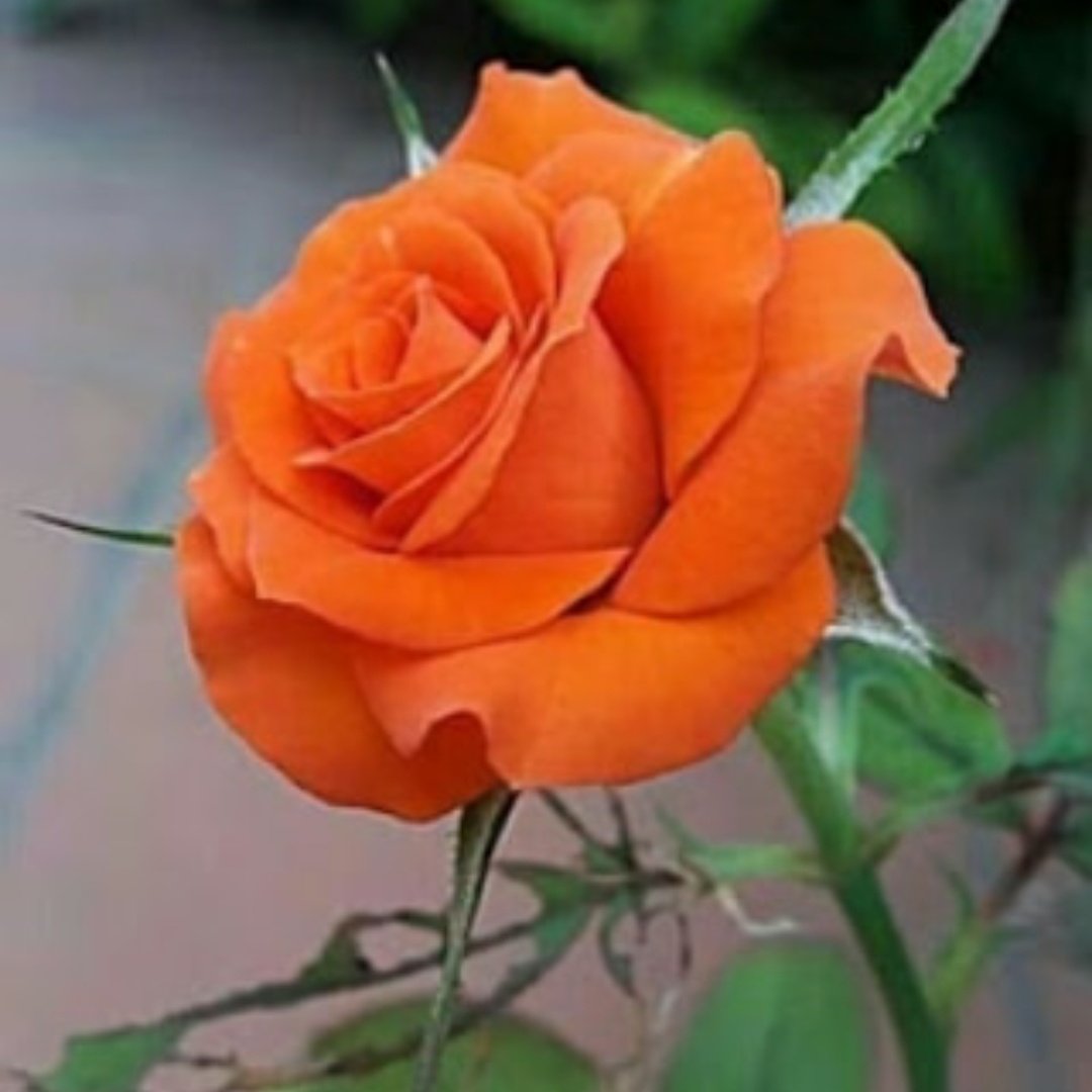 shantalxd15 كٕوٕدٕ خٕصٕمٕ (@shantalxd15) on Twitter photo 