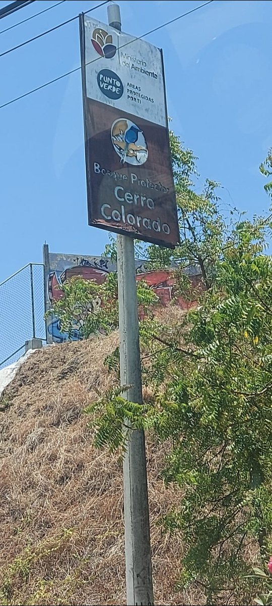 pancholocox's tweet photo. Puede q tengan papeles q demuestren que esa propiedad tenga dueño PERO DENTRO DE ZONA PROTEGIDA DEL CERRO COLORADO ?? investiguen @evemontalvans @Ambiente_Ec @AsentamientosEc @LassoGuillermo @alcaldiagye @APACHE_EC @elcomerciocom @EcuavisaInforma @eluniversocom @jcarlosaizprua https://t.co/m6UYT1qLSS