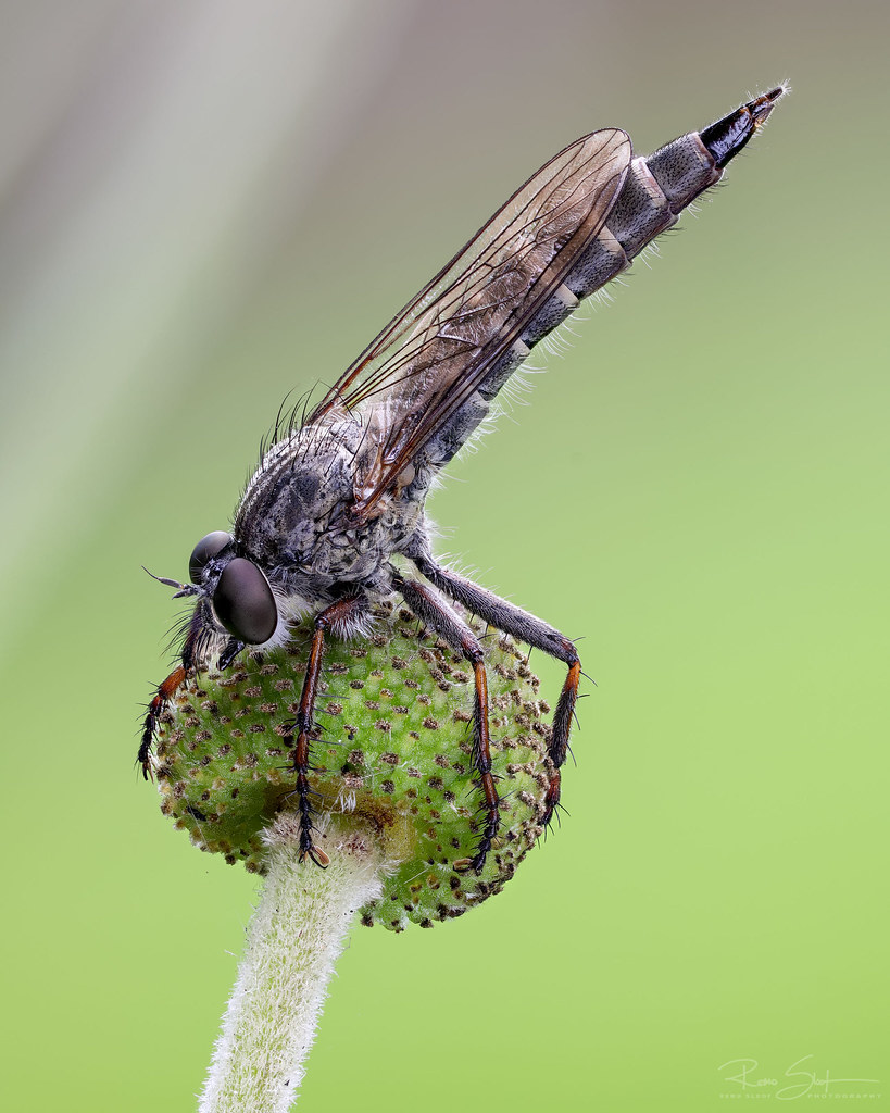 extreme-macro tweet media