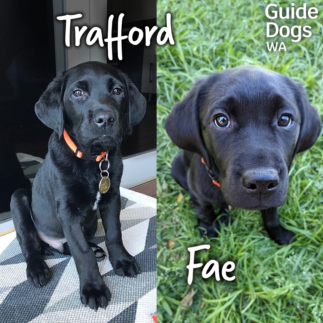 It's been a busy month for new arrivals. 🥳Welcome Trafford and Fae!
We can't wait to watch you learn and grow! 🧡

[Side by side photos of black Labrador puppies. Text reads " Trafford and Fae" Guide Dogs WA logo.]