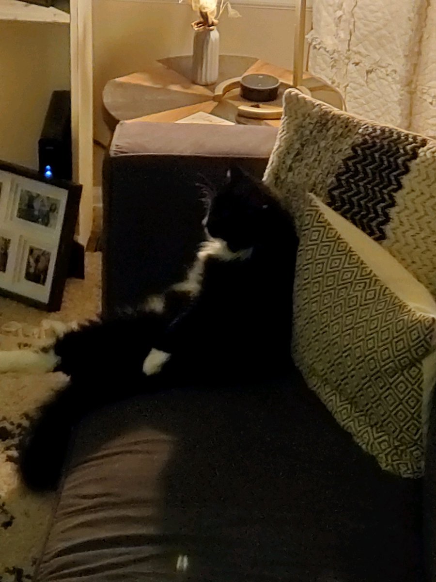 Im_Rashelle's tweet photo. Just.. look at these pictures my moms boyfriend took of Eko 😂 https://t.co/b4PSrwpN8v
