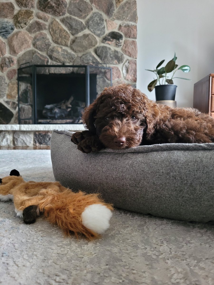 "Firms make transporting pets easier - The Latest News"
As a new pet parent, I can really appreciate this service. Thank you Paws en route what a novel business idea and a much needed service 👏 #innovativeideas Transforming the pet industry! travelife.ca/THELATESTNEWS/…
