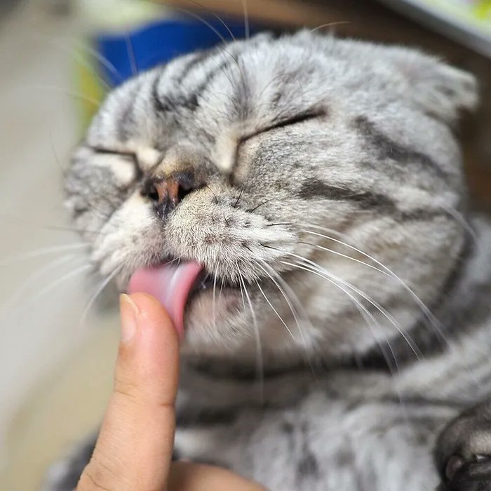 さっきまでお尻を舐めていたよね…?踊るアクロバティックな舌に目が離せないお話【連載】渋ネコししまるさん #119|ねこのきもちWEB MAGAZINE https://t.co/btCXGcFFfz