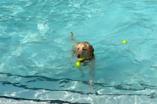 FriendsWithDogs's tweet photo. In our latest podcast, we talk with some of the attendees of the @LexingtonHumane Doggie Paddle. It was a splashing good time! Listen at https://t.co/TM6NOvnhLt or via your podcast provider. #InternationalPodcastDay #InternationalPodcastDay2021 https://t.co/19ZmL3hsjE