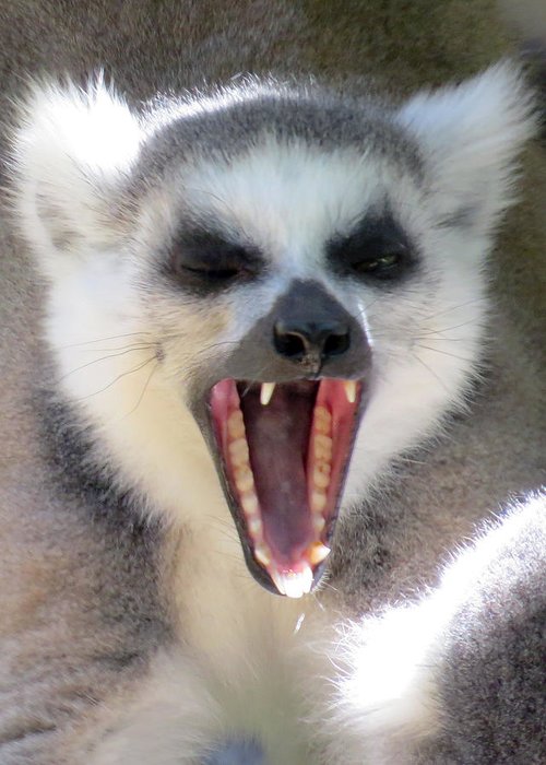 LittleLazyLemur tweet picture