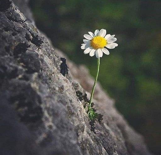 " حين تؤمن بأن الله لن ينسى أحداً ..
 تتزن نفسياً، وتتقبل الحياة ..
حتى وإن دمعت عيناك، ستجد قلبك دوماً يبتسم .. سبحانه وحده من ينقذك حين تتركك كل الأيادي " 

#ليله_الجمعه
#اليوم_العالمي_للقهوة