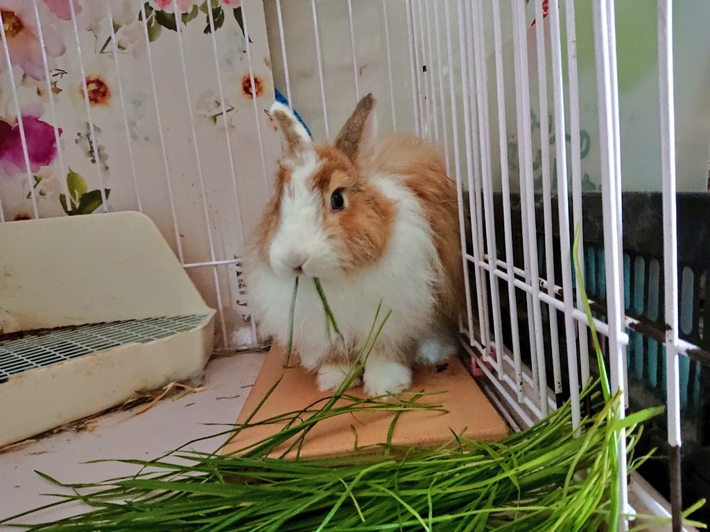 うさぎの好物 Twitter Search Twitter