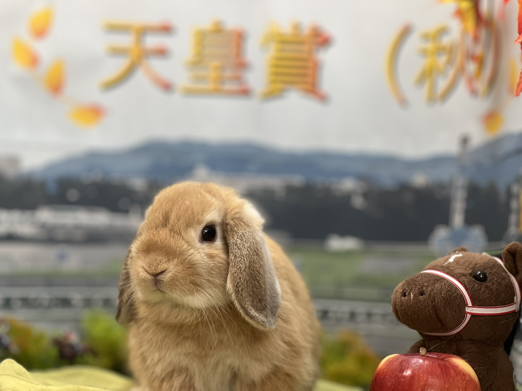 うさぎ専門店 Dan S House 10月1階の写真撮影ブースは まさかの 秋競馬 天皇賞 秋 がテーマです コツコツ買い溜めたjra グッズで盛り上げます Rabbits Lapin Bunnyfriends Bunnyworldwide Bunnylife Rabbitlove ダンズハウス うさぎ専門店
