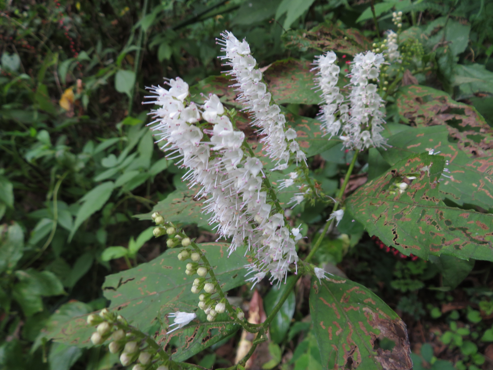 津久井湖城山公園 シモバシラの花が満開です 歯ブラシのようですね シモバシラ は 冬の寒い朝 枯れた茎から染み出した水分が凍って 花が咲いているような現象が見られます 公園 津久井湖城山公園 津久井湖 城山 シモバシラ 植物 花