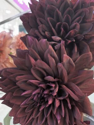 ジェルフラワー 渋谷マークシティ店 10月1日から 営業時間が10時 21時に変更します あいにくの台風接近中ですが 駅近で雨に濡れずにお買い物出来ますよ 渋谷マークシティウェスト ダリア 黒蝶 21時まで営業 ジェルフラワー T Co