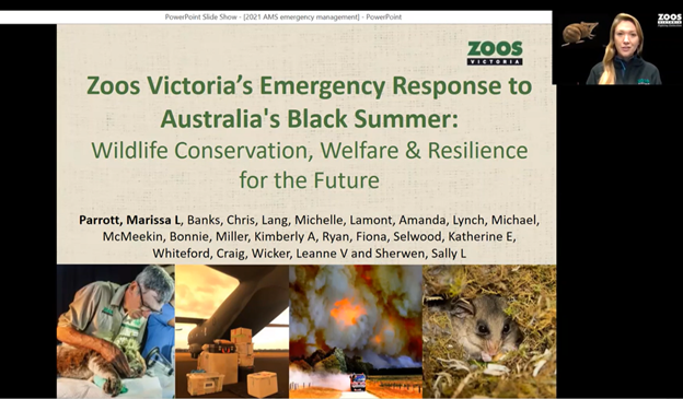 AusMammals's tweet photo. Marissa Parrott presenting: Zoos Victoria’s emergency response to Australia’s black summer: wildlife conservation, welfare and resilience for the future #AMSC2021 #AusMammals @drmparrott https://t.co/TpEwk733ik