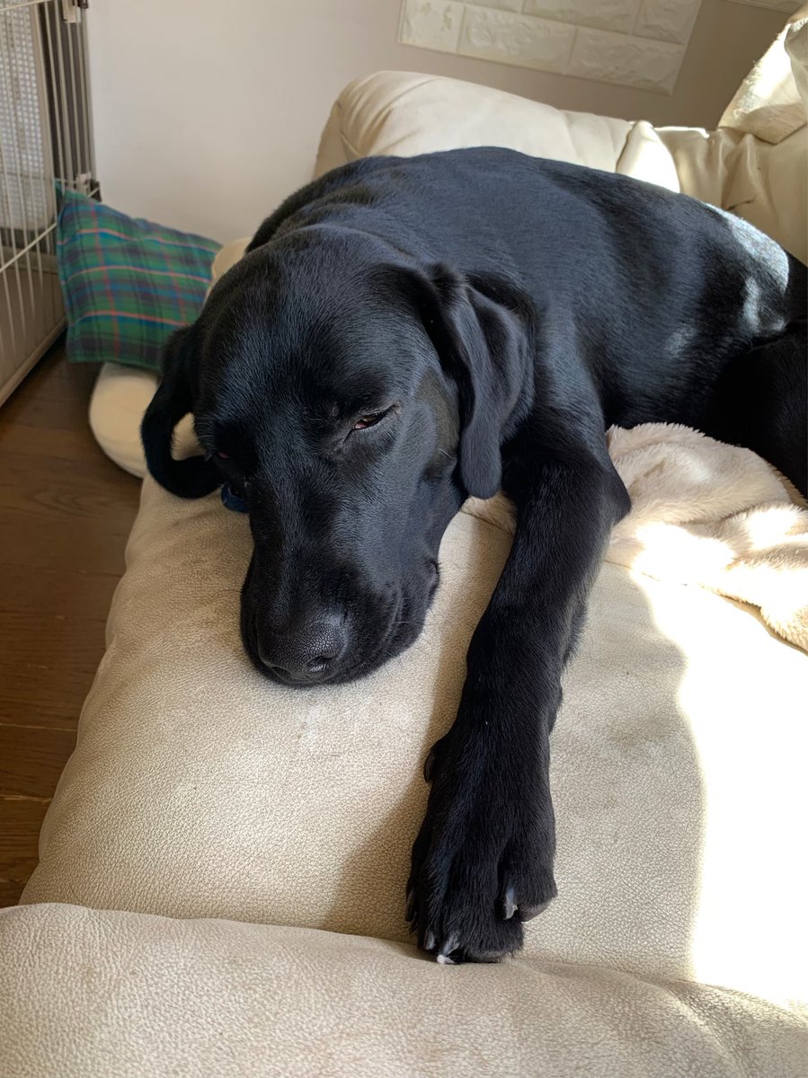 黒ラブチェスとさくら 半目で寝るさくら 黒ラブ ラブラドール 生後8ヶ月 大型犬のいる暮らし