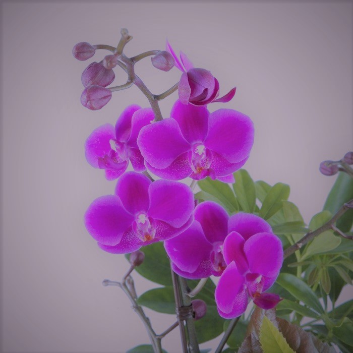 Shadow Of Orchid V Twitter 上田城近辺洋館風民家 茶道裏千家 もうないのかも 上田は 異なる意味で忘却の器に入れるにあまり