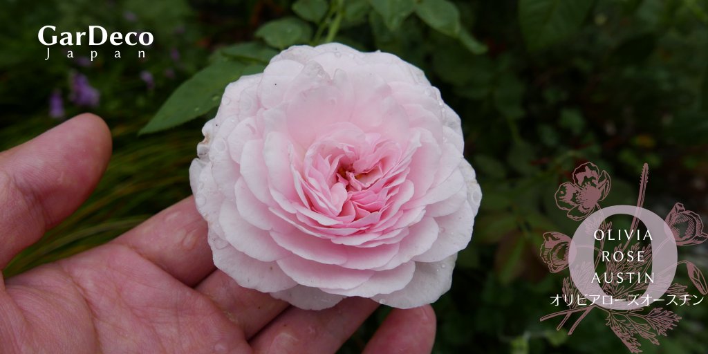 Gardeco Japan 庭植えのバラ オリビアローズオースチン まだ株が小さい コンパクトな割には枝垂れるので 俯いて花を咲かせていました 手で支えて撮影 T Co Fyoikzdvrc Twitter