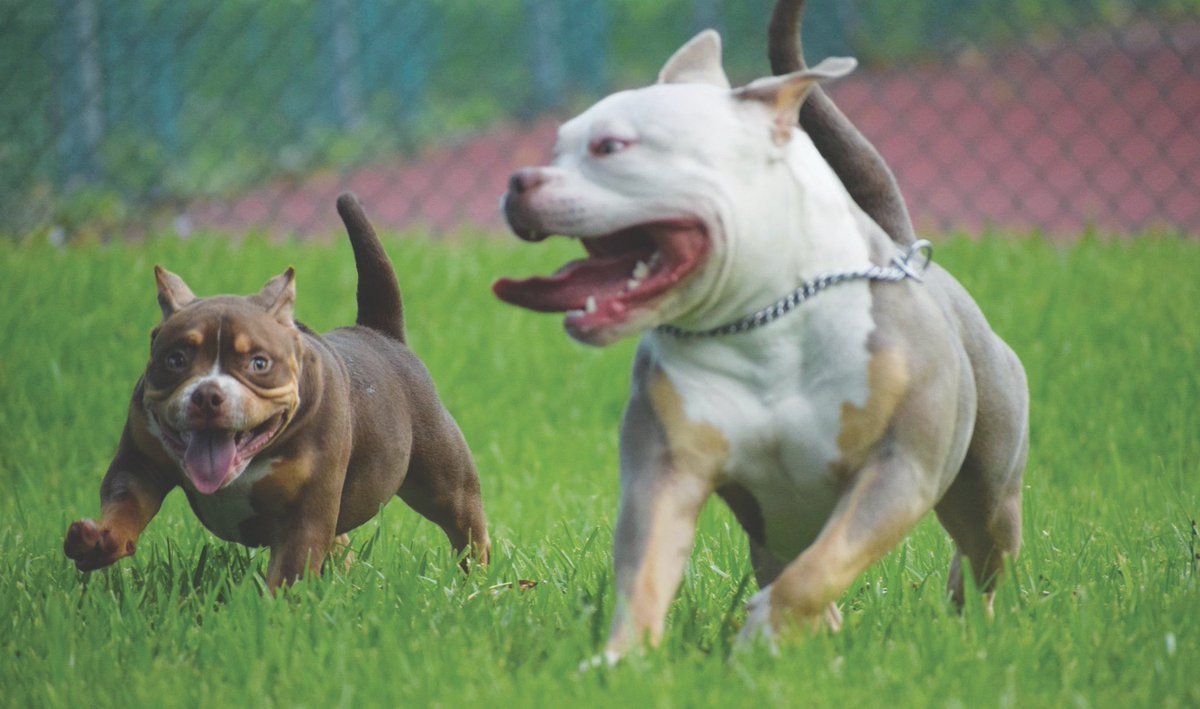 Dogafair's tweet photo. Get your copy today and watch the #American #Bully unfurl. Beautiful, strong and loving are a few of the breed's many attributes. Take a look. 🐕 #NewRelease #DogBreed

To subscribe, visit https://t.co/GGbAA9sClT or https://t.co/HFmJT82d41 https://t.co/Yer3aazaEh