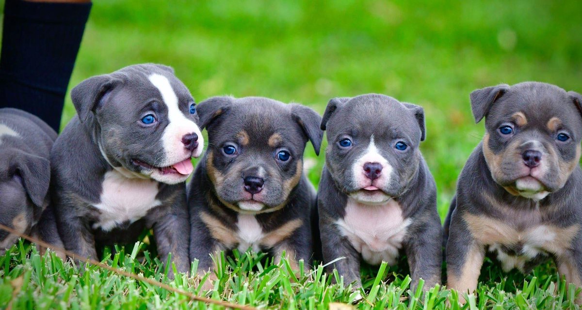 Dogafair's tweet photo. Get your copy today and watch the #American #Bully unfurl. Beautiful, strong and loving are a few of the breed's many attributes. Take a look. 🐕 #NewRelease #DogBreed

To subscribe, visit https://t.co/GGbAA9sClT or https://t.co/HFmJT82d41 https://t.co/Yer3aazaEh