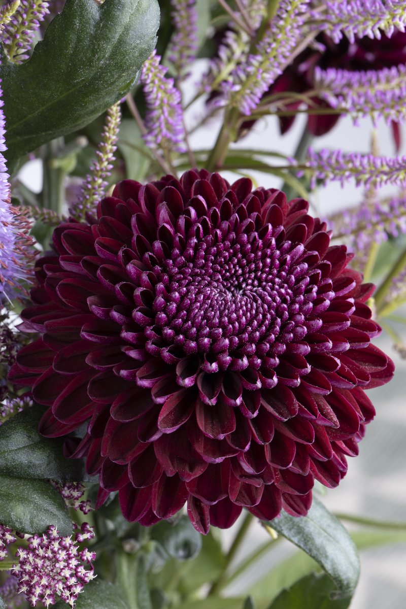 Deliflor's tweet photo. Een diep paarse, harde pompon, dat is de nieuwe pluischrysant POKER van Deliflor. Een prachtige warme kleur, zeer geschikt voor de komende herfst-/winterperiode. Poker is exclusief verkrijgbaar bij @zentoo_nl vanaf week 40.

#chrysanten #noviteit #chrysant https://t.co/s2DekGHwhe