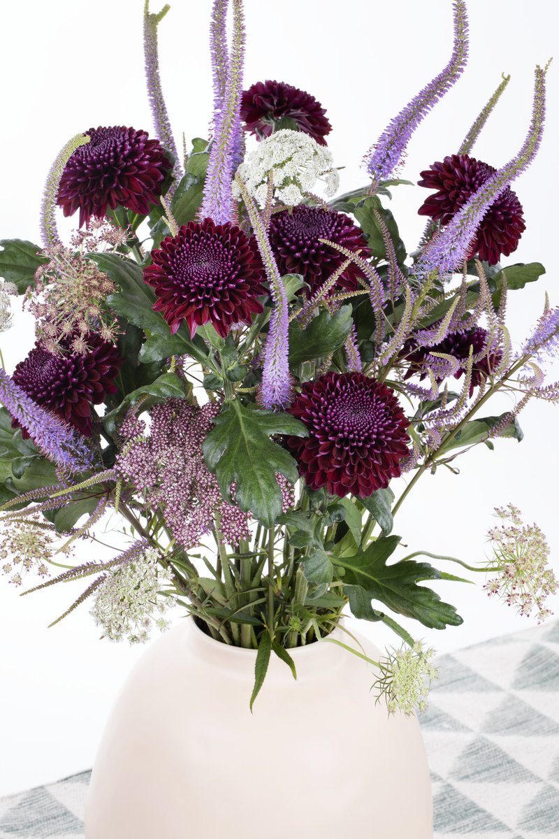 Deliflor's tweet photo. Een diep paarse, harde pompon, dat is de nieuwe pluischrysant POKER van Deliflor. Een prachtige warme kleur, zeer geschikt voor de komende herfst-/winterperiode. Poker is exclusief verkrijgbaar bij @zentoo_nl vanaf week 40.

#chrysanten #noviteit #chrysant https://t.co/s2DekGHwhe