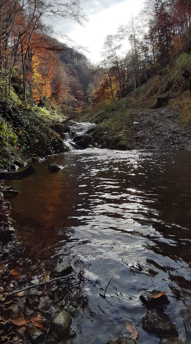 hikingisheaven's tweet photo. “I wish that every day was Saturday and every month was October.” (Charmaine J. Forde)
#hikingisheaven #October #autumn  #autumnvibes  #autumncolors #forest #forestphotography #nature #naturephotography #naturelovers #mountains #outdoors #thursday #myautumn #myoctober https://t.co/bp0uIOmWso