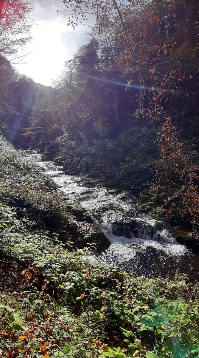 hikingisheaven's tweet photo. “I wish that every day was Saturday and every month was October.” (Charmaine J. Forde)
#hikingisheaven #October #autumn  #autumnvibes  #autumncolors #forest #forestphotography #nature #naturephotography #naturelovers #mountains #outdoors #thursday #myautumn #myoctober https://t.co/bp0uIOmWso