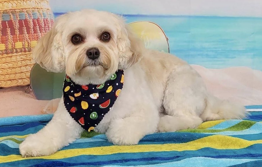 head2019's tweet photo. Happy 3rd ‘gotcha day’ to our beautiful school dog, Molly. https://t.co/tWxLF3zKBA