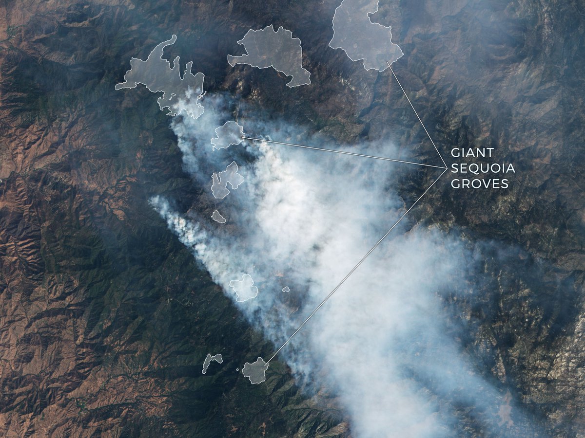 The Windy Fire rushed across one of the enormous sequoia groves strewn throughout the western slopes of the Sierra on September 19, 2021, as seen in a PlanetScope image taken on September 19, 2021.

Read More: cloudeo.group/planetscope-mo…

#satelliteimagery #wildfire #GIS #geospatial
