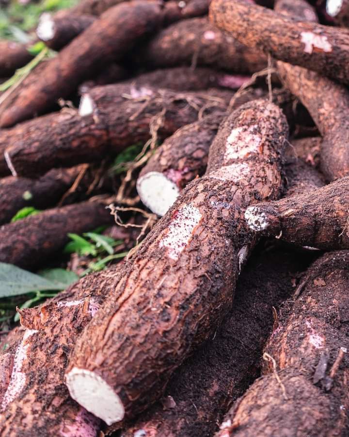 🧕🏿 La récolte des tubercules  en RCA 🇨🇫  de cette année n'a pas été aussi importante que prévu, en grande partie à cause d'un climat qui n'était pas favorable   La production d'arachide de printemps a été un peu plus faible que prévu en août.