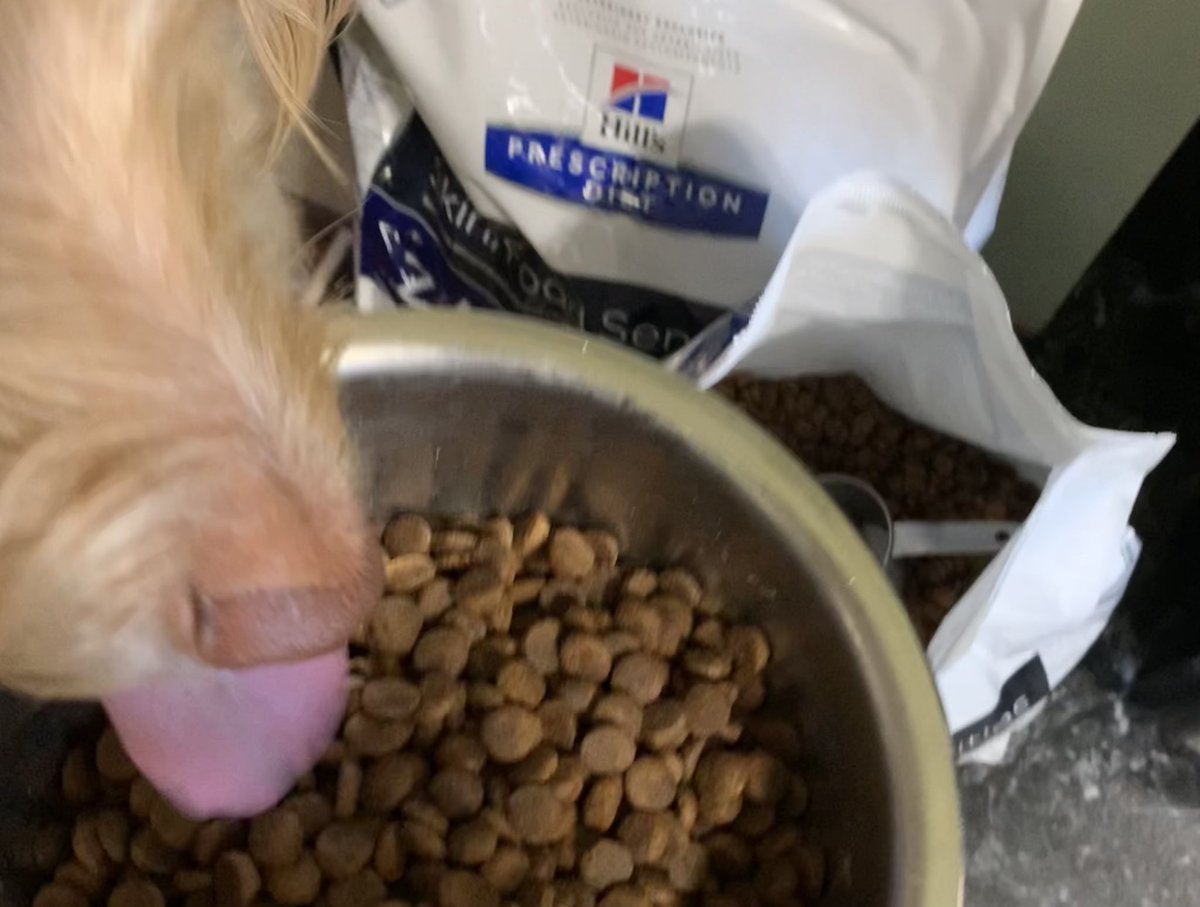 TheHerdHouse's tweet photo. Owen: My dr scored me the good stuff!!! I love it! 

@HillsPet #ScienceDiet #hydrolyzed #dogsoftwitter https://t.co/8BsdaxA8Jp